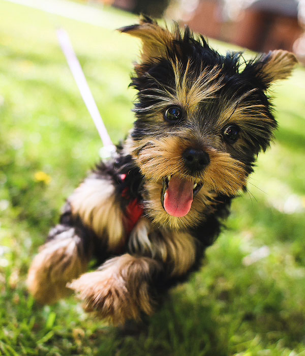 Ethical Hacking by Onedata